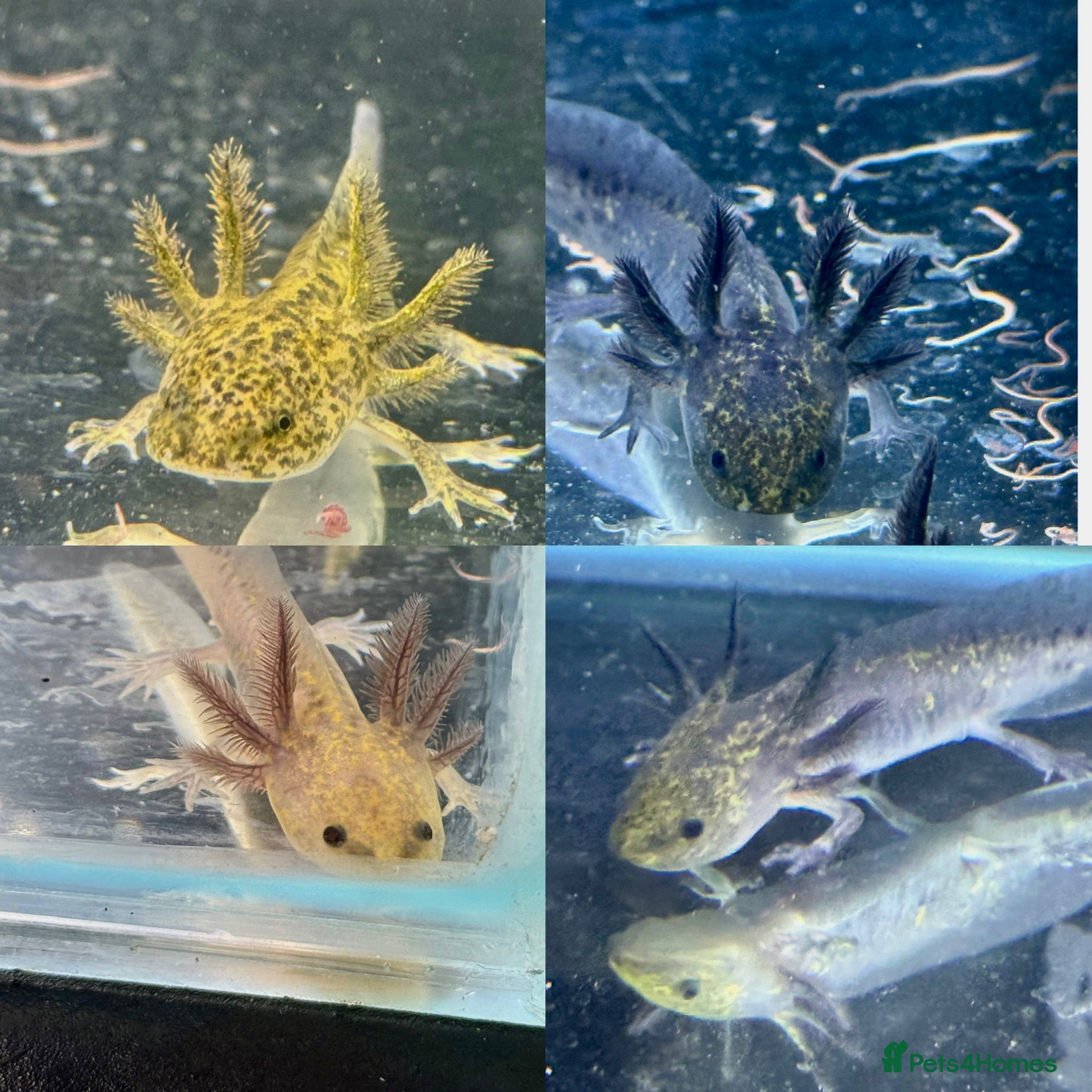 Axolotl reptiles Axolotl juveniles - Advert 4