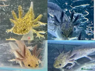 Axolotl reptiles Axolotl juveniles - Advert 4