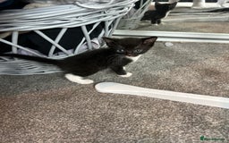 Mixed Breed cats for sale: Tuxedo kittens for sale - Image 10