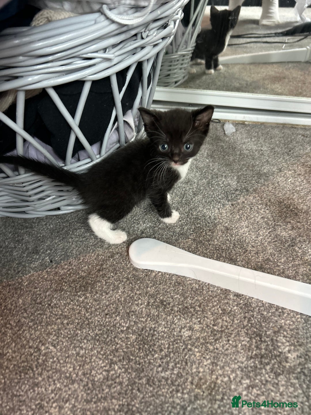 Mixed Breed cats for sale: Tuxedo kittens for sale - Image 10