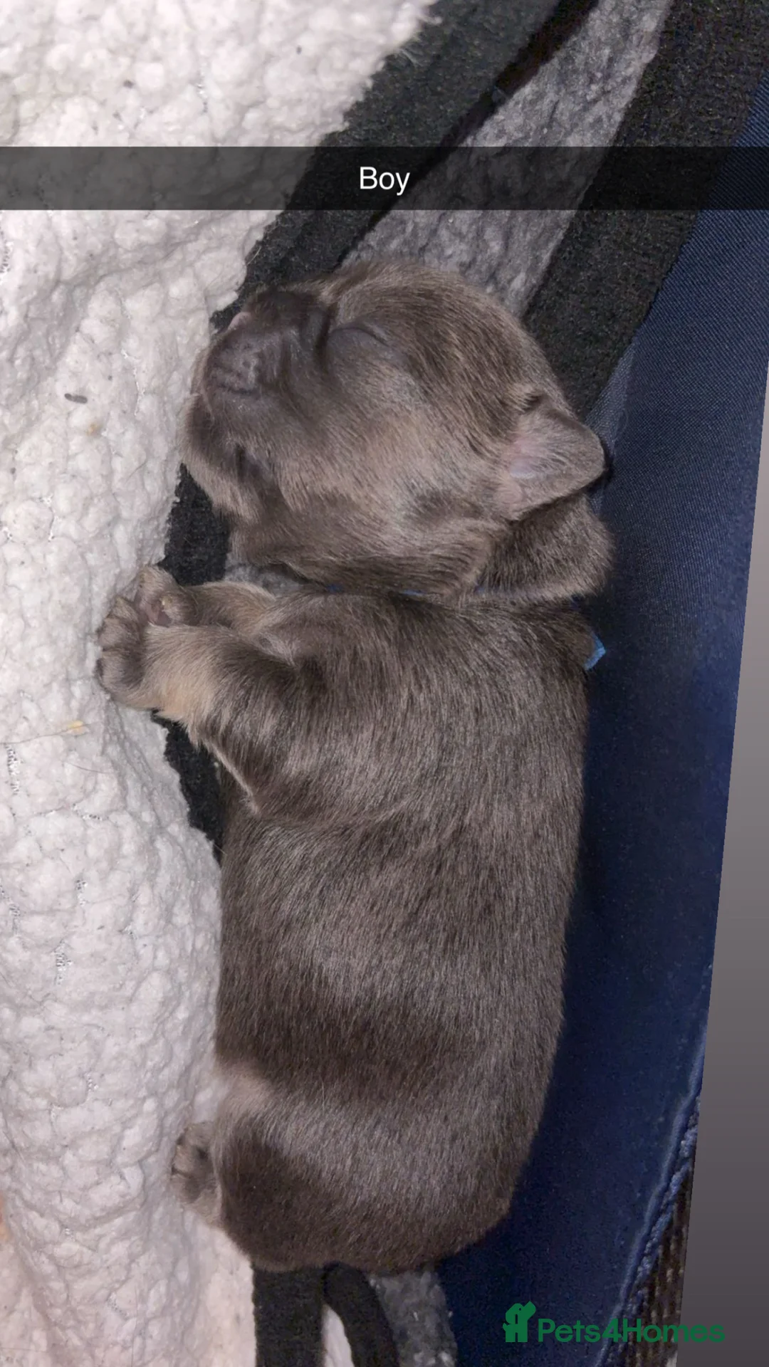 French Bulldog dogs for sale: 6 long haired French bulldogs for sale in Poulton-le-Fylde - Advert 8