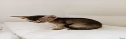 Abyssinian cats for sale: Abyssinian X (Abyssinian X) - Advert 9