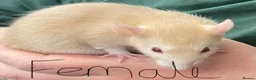 Rat rodents for sale: Baby rats - Advert 6
