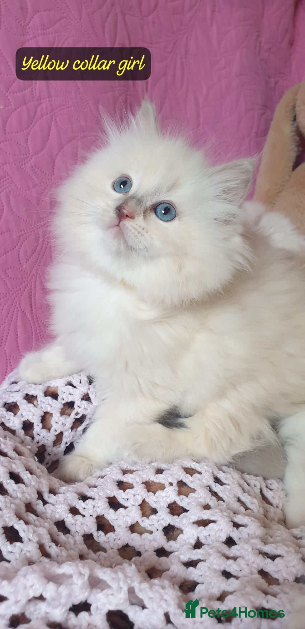 Ragdoll cats 💖Beautiful GCCF Registered Ragdoll Kittens. - Advert 2