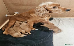 Cocker Spaniel dogs for sale: KC Reg Cocker Spaniel Puppies - Image 3