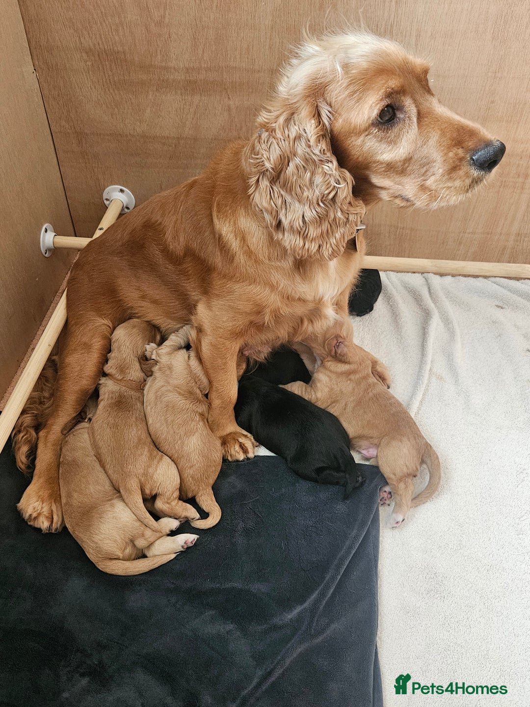 Cocker Spaniel dogs for sale: KC Reg Cocker Spaniel Puppies - Image 3