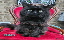 Maine Coon cats for sale: HIGH SILVER EHITE  GIRL ✨TICA REG BREEDER - Image 14