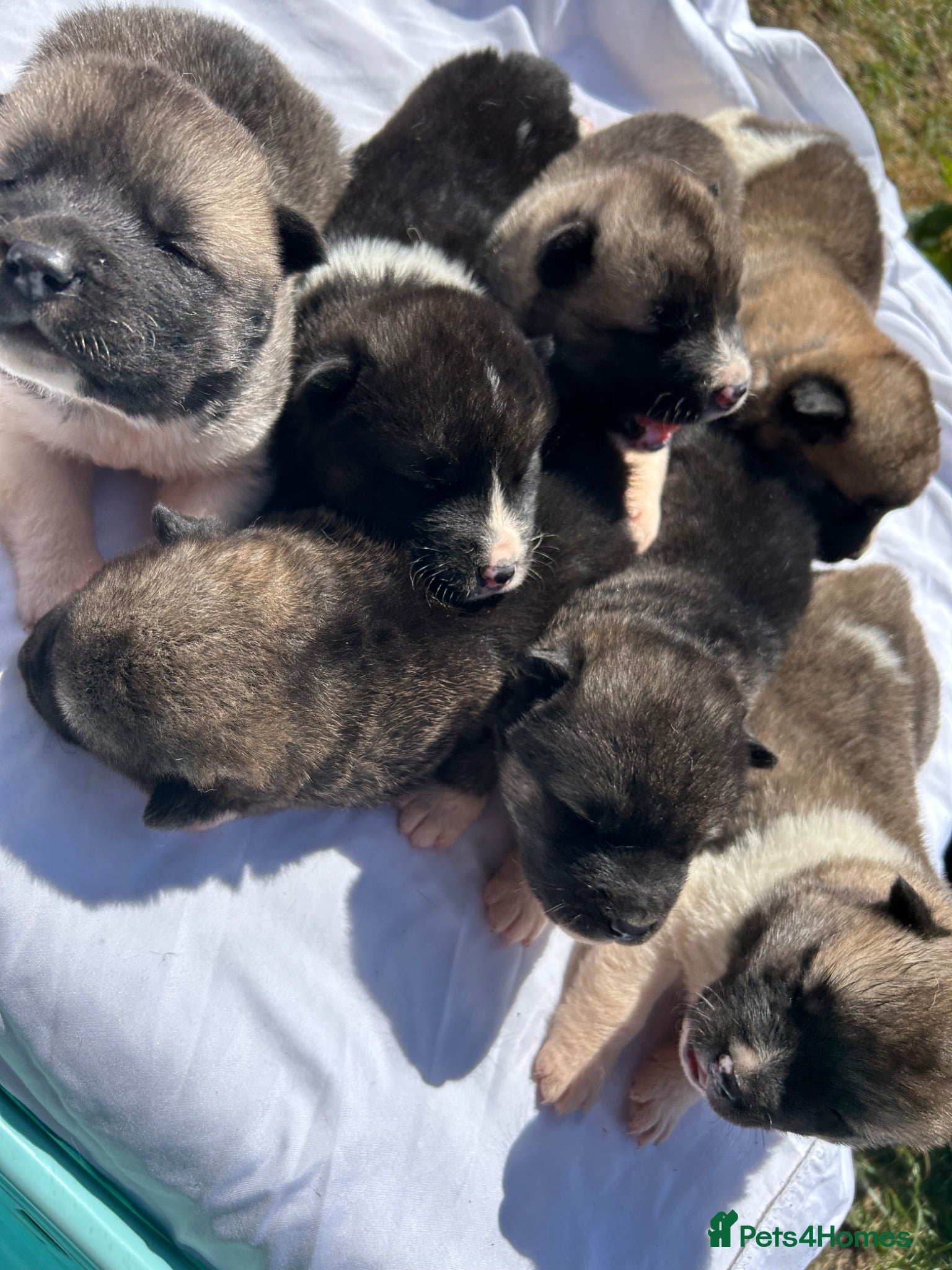 Akita dogs Akita puppy’s  - Advert 2