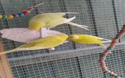 Budgerigars birds for sale: Young budgies, easily tamed - Image 10