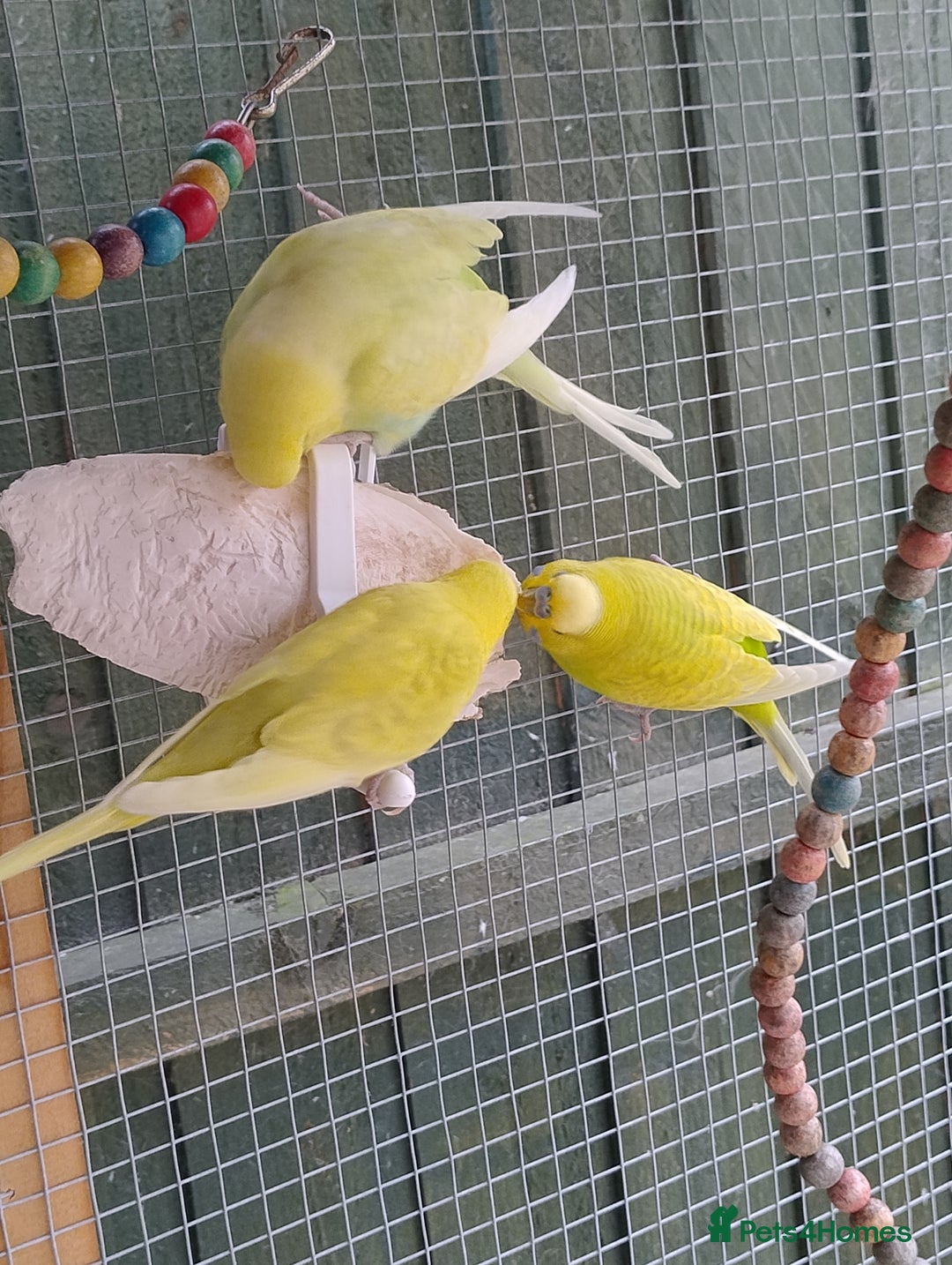 Budgerigars birds for sale: Young budgies, easily tamed - Image 10