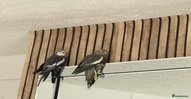 Cockatiels birds - Advert 4