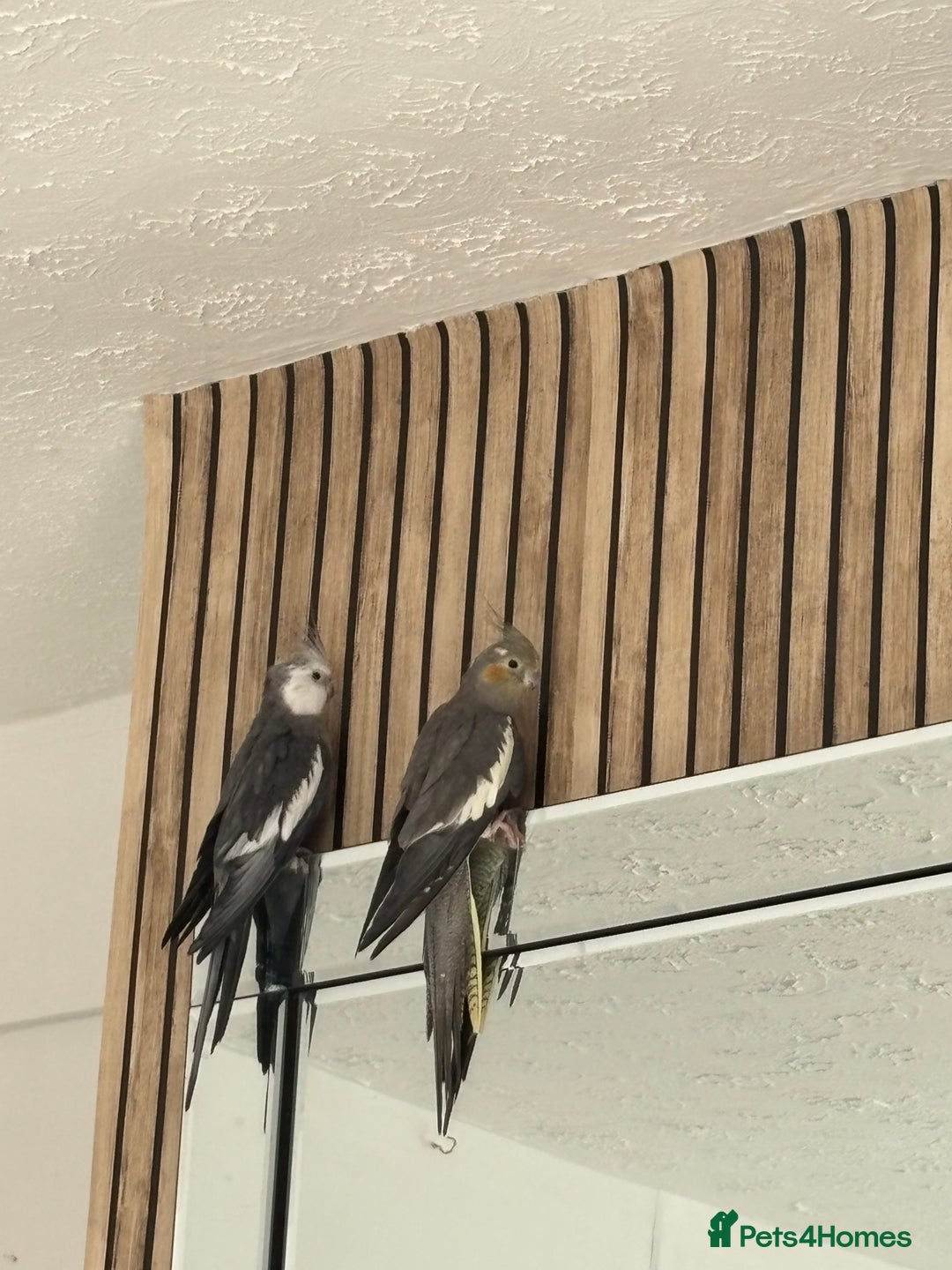 Cockatiels birds for sale: X4 Cockatiels 2 breeding pairs - Image 2