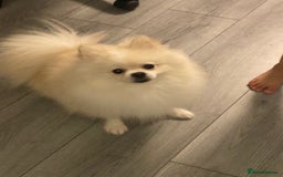 Pomeranian dogs for sale: Two Gorgeous Pomeranian  in Manchester - Image 6