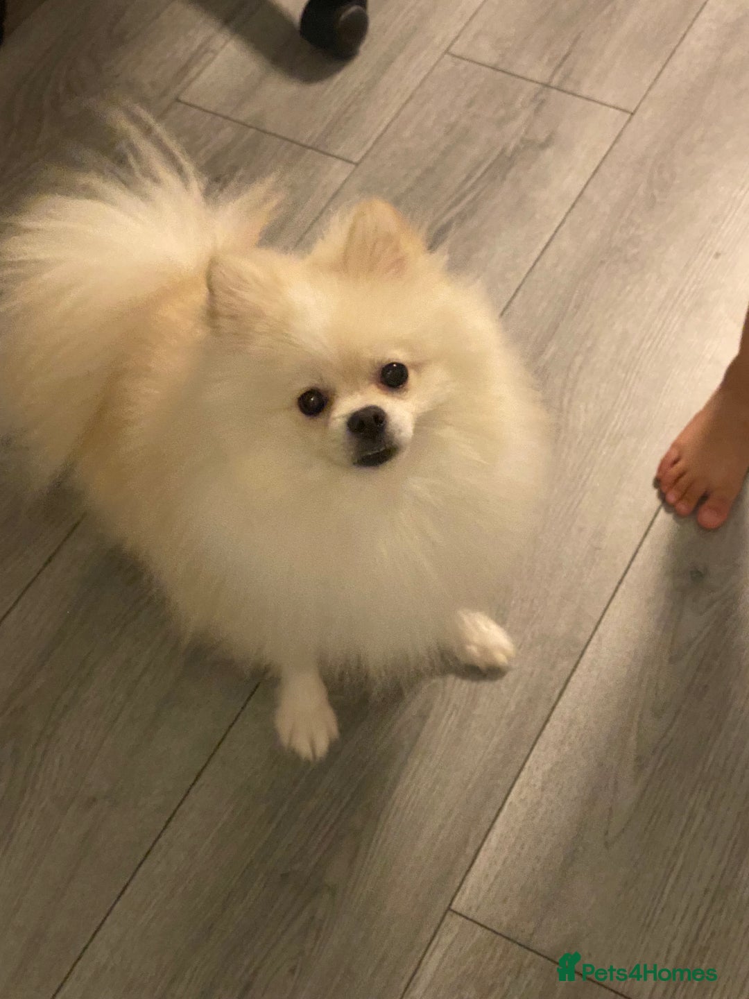 Pomeranian dogs for sale: Two Gorgeous Pomeranian  in Manchester - Image 6