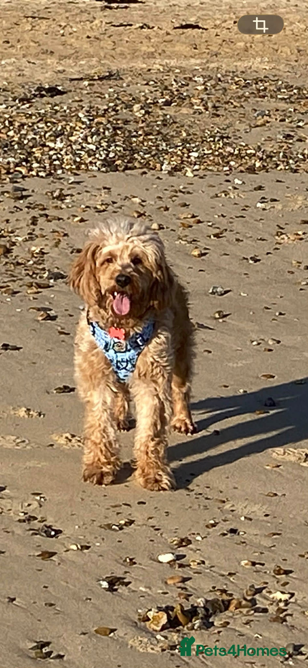 Goldendoodle dogs for sale: Goldendoodle male for new home - Advert 2