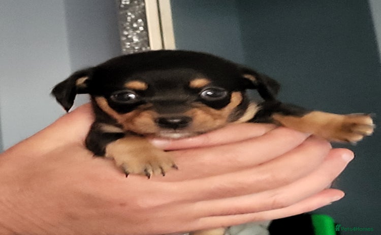 Chiweenie dogs - Advert 2