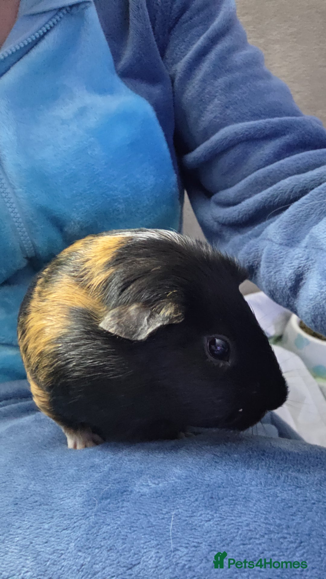 Guinea Pig rodents for sale: 2 female guinea pigs - Advert 2