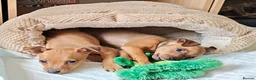 Miniature Pinscher dogs for sale: Lovely red boy ready for loving home in Edinburgh - Advert 17