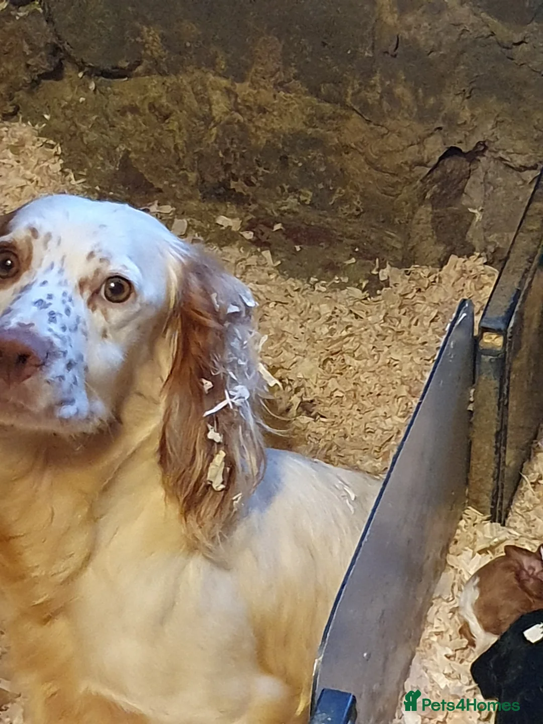 Cockapoo dogs for sale: cockapoo puppies f1 in Ayr - Advert 2