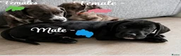 Mixed Breed dogs for sale: Gorgeous pups READY TO LEAVE!!!!  - Advert 2