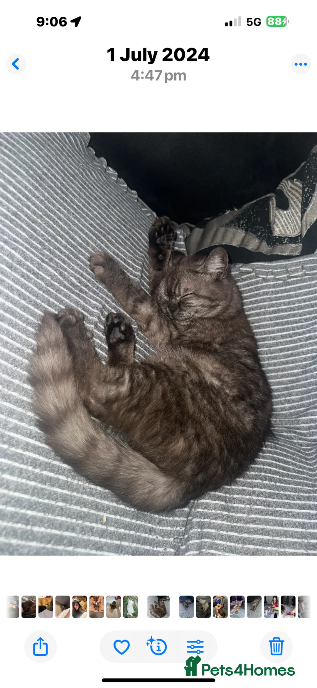 Mixed Breed cats for sale: Five adorable kittens ready now - Advert 2