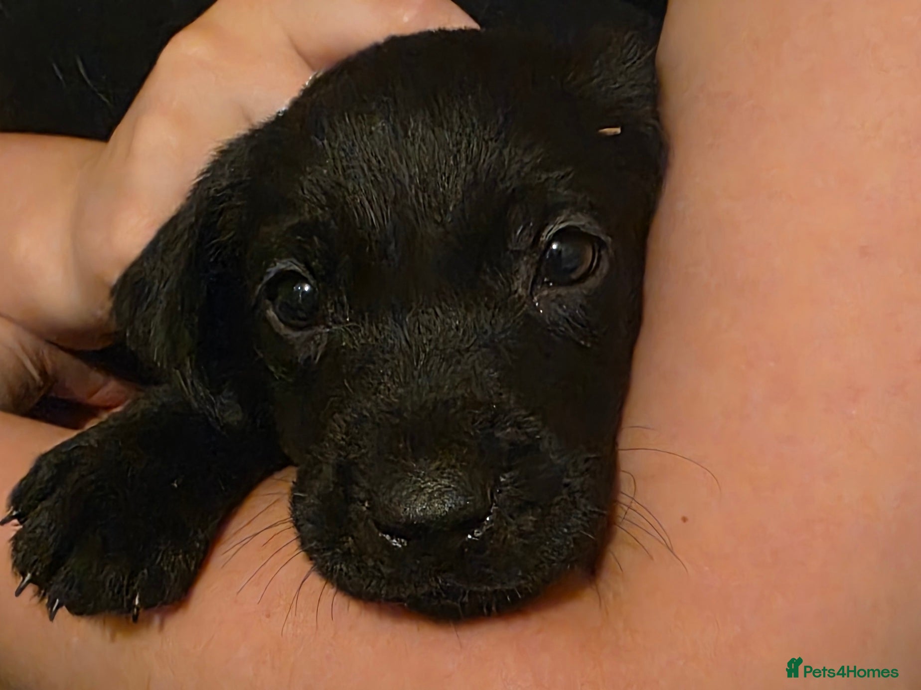 Labrador Retriever dogs for sale: Pure Breed Labrador Puppies  in Liskeard - Advert 3
