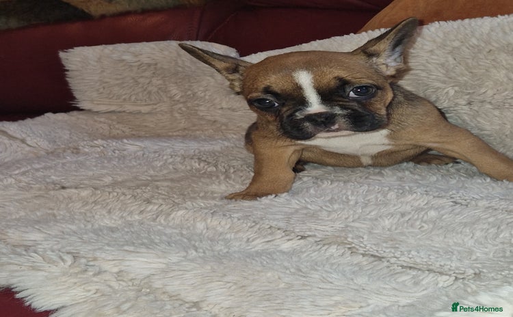 French Bulldog dogs - Advert 3