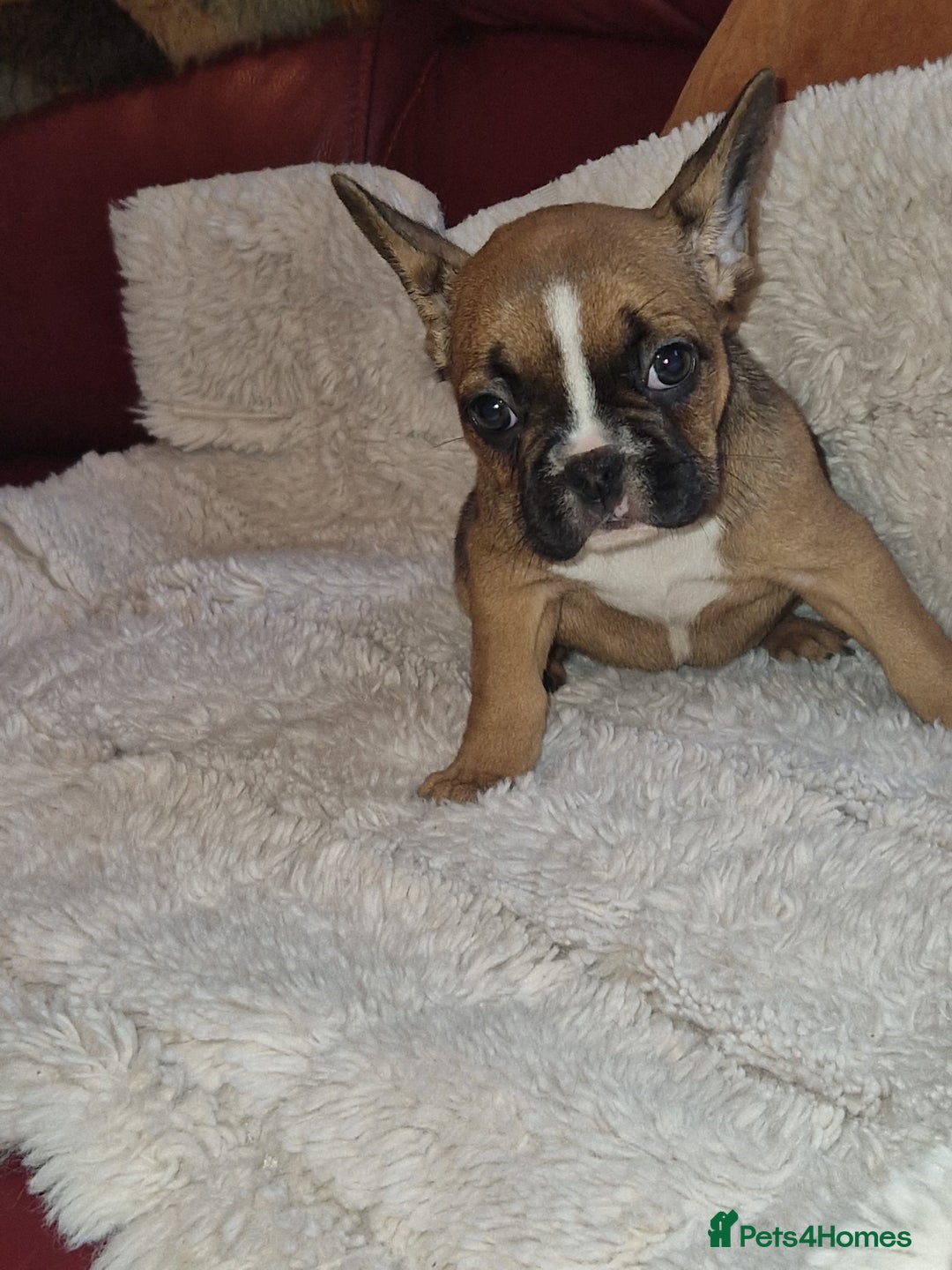 French Bulldog dogs for sale: French bulldogs  - Image 1