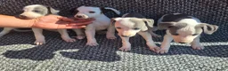 Whippet dogs for sale: Whippet puppies  in Tonbridge - Advert 10