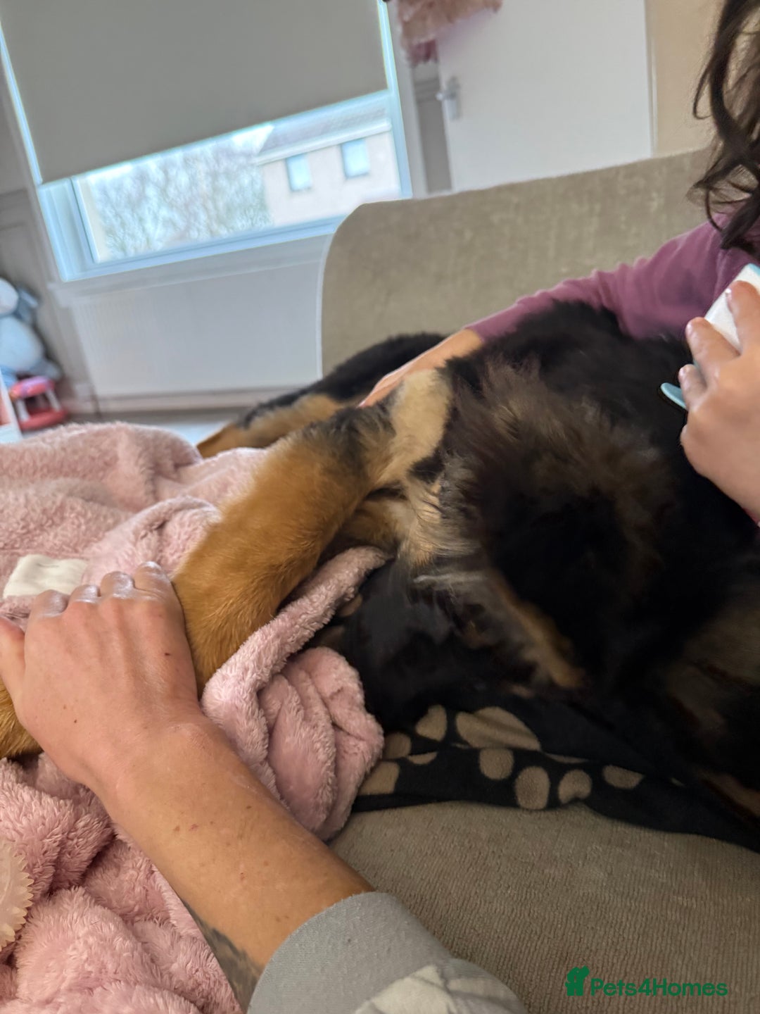 German Shepherd dogs for sale: 💔 Loving Home Wanted  – 4-Month-Old GS Puppy 💔 - Advert 5