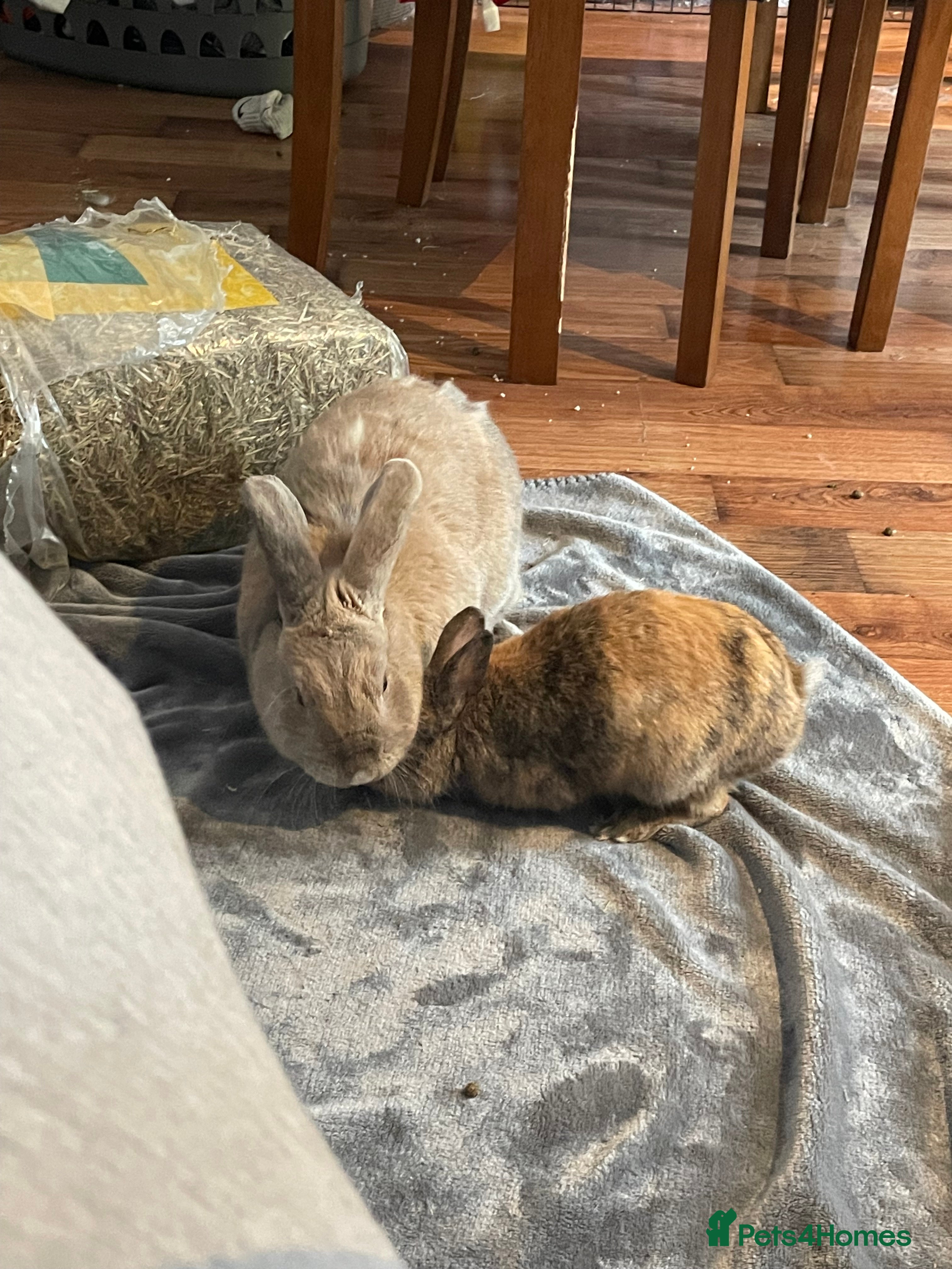 Rex rabbits URGENT - 2 indoor rabbits to be rehoused - Advert 1