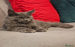 Maine Coon cats for sale: 🔥*Stunning Litter of 8💎Solid Blue Maine Coon*🔥  - Image 30