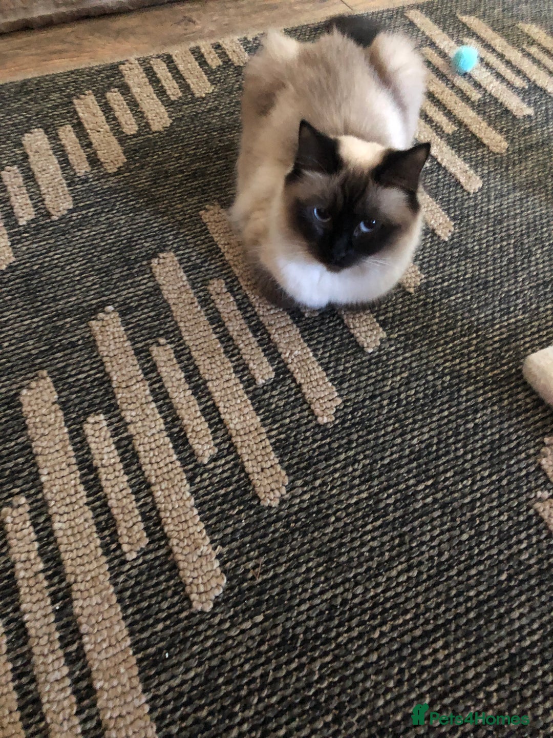 Ragdoll cats for sale: Beautiful Ragdoll kitties - Advert 1