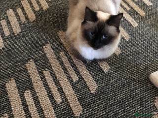 Ragdoll cats Beautiful Ragdoll kitties - Advert 1