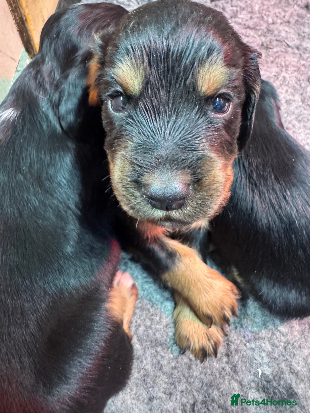 Cocker Spaniel dogs for sale: Working Cocker Spaniel Puppies - Advert 9