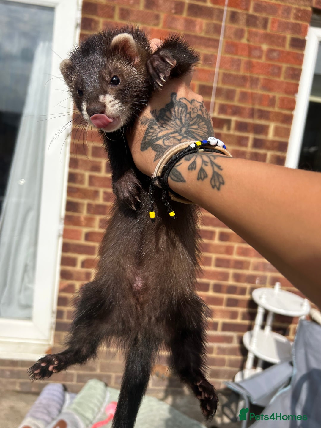 Ferret rodents for sale: 2 semi angora black self babies 1 jill 1 hob left  - Image 7