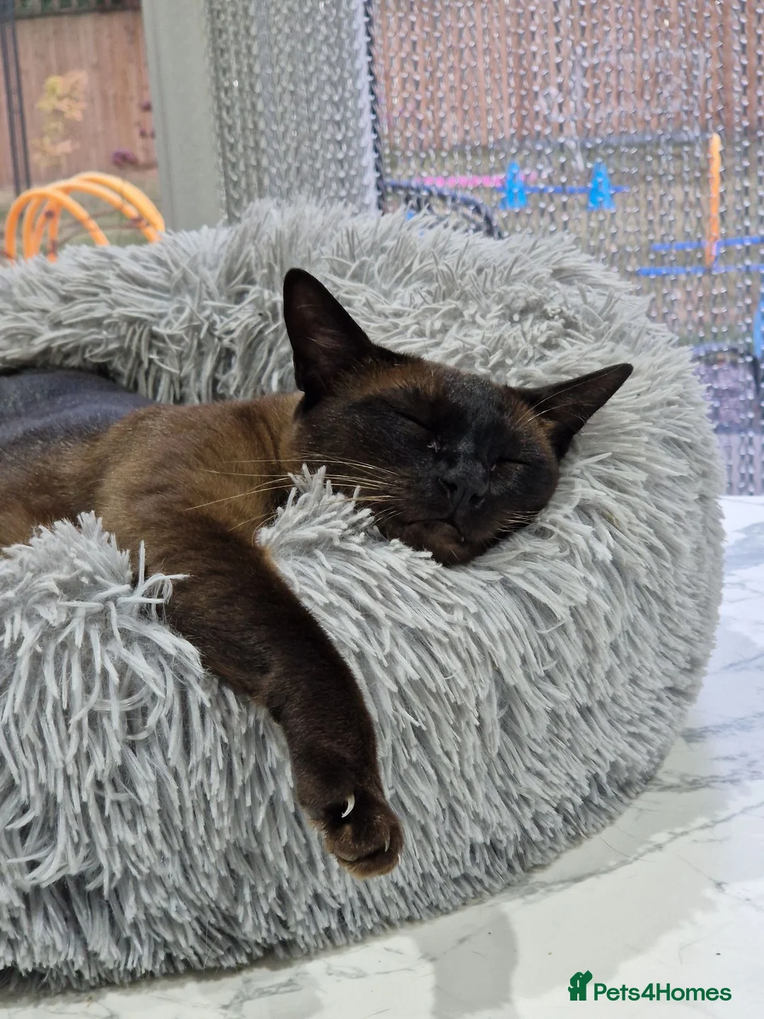 Tonkinese cats for sale: Tonkinese Female - Advert 2