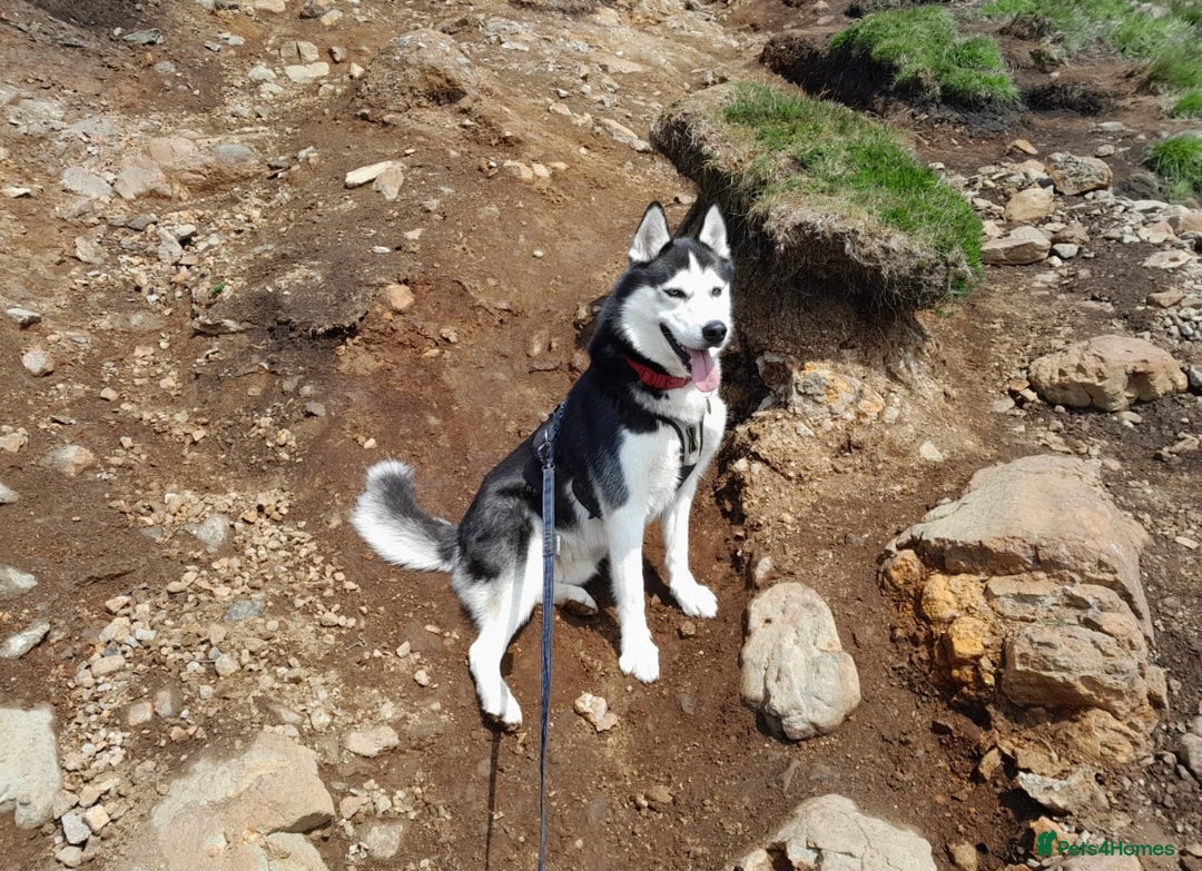 Siberian Husky dogs for sale: Stunning Siberian Husky puppies 😍 - Advert 7