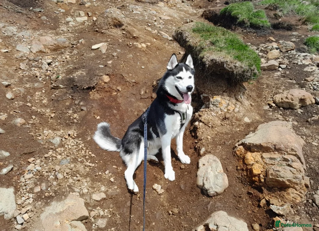 Siberian Husky dogs for sale: 3 Stunning Siberian Husky boys with blue eyes 😍 - Advert 29