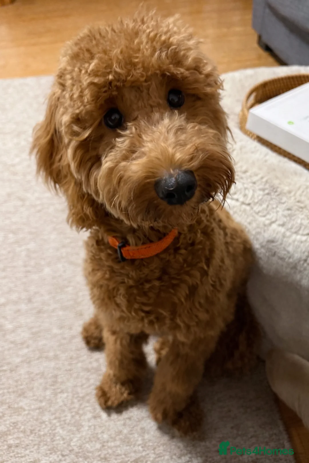 Cockapoo dogs for sale: 6 month old cockapoo  - Advert 1