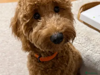 Cockapoo dogs 6 month old cockapoo - Advert 1