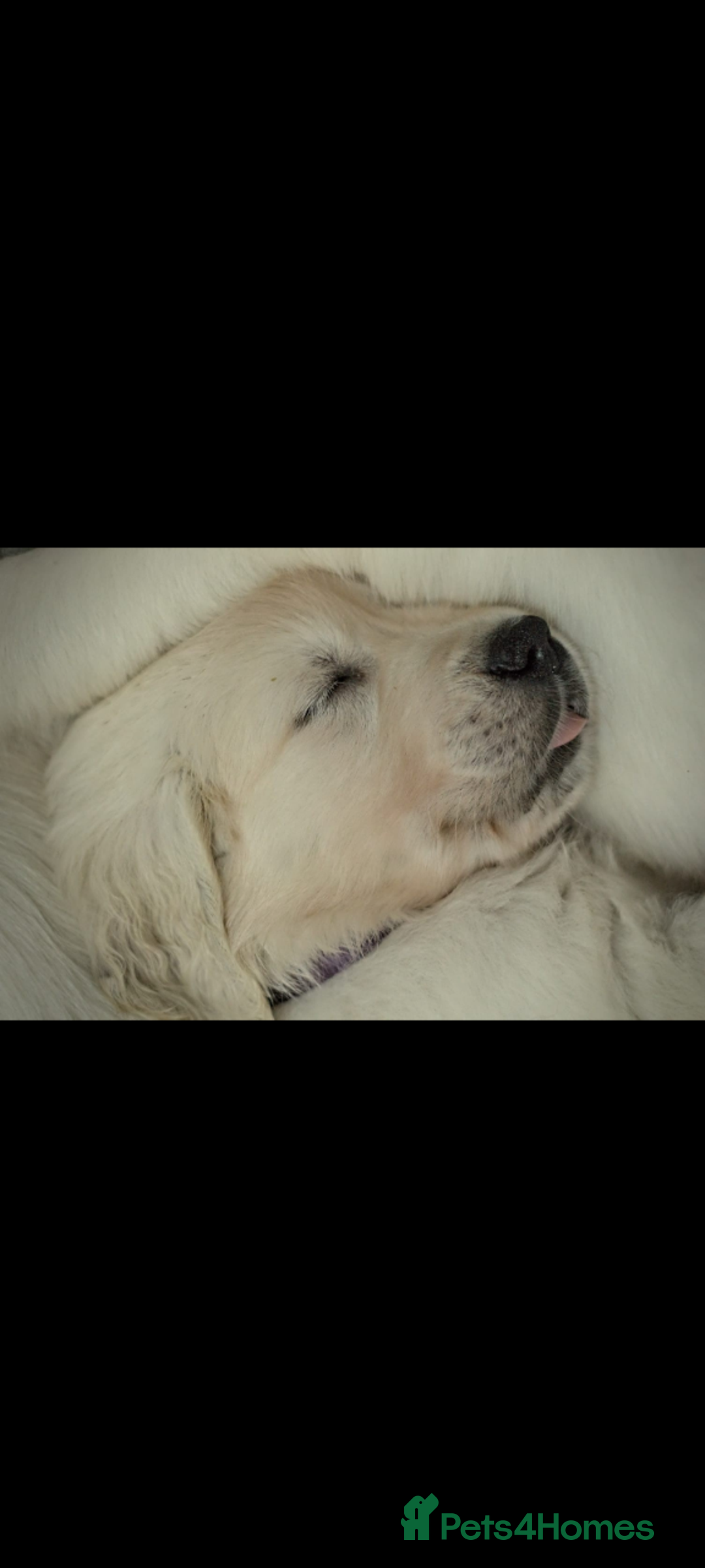 Golden Retriever dogs for sale: Golden retriever puppies for sale  - Advert 15