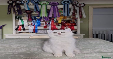 British Shorthair cats Ready now. Black Tipped BSH female kitten - Advert 7
