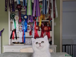 British Shorthair cats Ready now. Black Tipped BSH female kitten - Advert 4