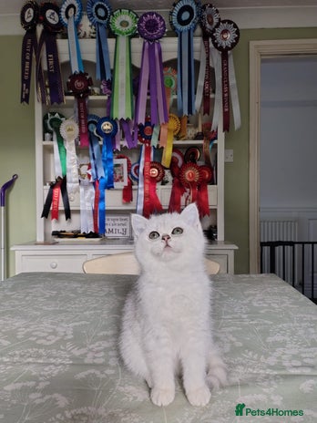 British Shorthair cats Ready now. Black Tipped BSH female kitten - Advert 1