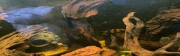 Loaches fish for sale: 4ft aquarium fish tank - Advert 7