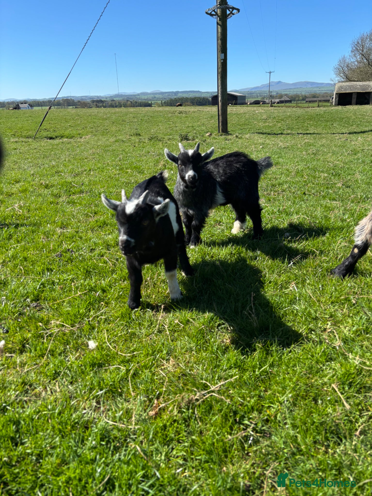 Goats livestock 2 Male Pygmy Goats - Advert 3