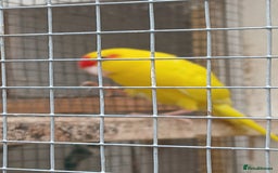 Parrots birds for sale: Kakariki - Image 6