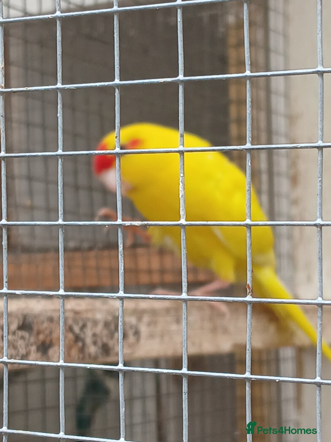 Parrots birds for sale: Kakariki - Image 6