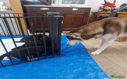 Mixed Breed dogs for sale: Adorable Rottsky Pups - Image 13